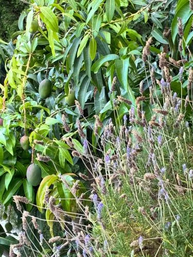 Mango Tree photo 2