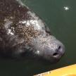 a close up of a seal swimming in the water