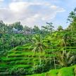a lush green hillside with palm trees and houses