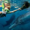 a woman in the water with a whale shark