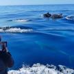 a woman taking a picture of seals in the water