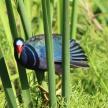 a peacock is standing in the grass