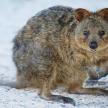 a small koala standing on the ground in the snow