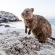 a baby bear is standing on a beach