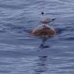 a bird sitting on top of a turtle in the water