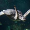 a green sea turtle swimming in the water