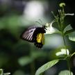 a black and yellow butterfly sitting on a plant