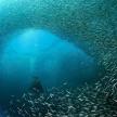 a person swimming in the ocean with a large group of fish