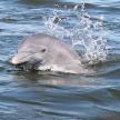 a dolphin is swimming in the water
