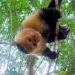 a monkey is hanging from a tree