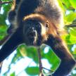 a brown monkey hanging from a tree branch
