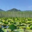 a large lily pad field with mountains in the background