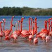 a flock of pink flamingos walking in the water