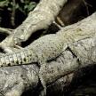a lizard is sitting on a tree branch