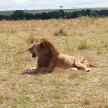 a lion laying in the grass in a field