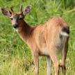 a baby deer standing in a field of grass