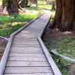 a wooden path through a forest with trees