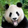panda s otevřenou tlamou