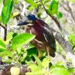a bird perched on top of a tree branch