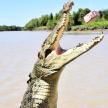 a crocodile in the water with its arms in the air