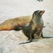 a seal sitting on the beach with its mouth open