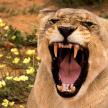 a close up of a lion with its mouth open