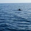 ein Delphin inmitten eines großen Gewässers