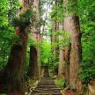 a path through a forest of trees with stone stairs