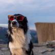 ein Hund mit Sonnenbrille auf einem Berggipfel