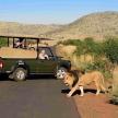 a lion crossing the road in front of a vehicle