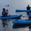 a group of people in kayaks on the water