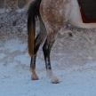 a close up of the back legs of a horse
