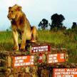 a lion sitting on top of a stone wall with signs