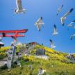 a flock of seagulls flying around a red torii gate