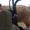 a person taking a picture of an elephant from a vehicle