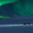 a man walking a group of dogs under the northern lights