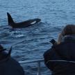 a group of people on a boat looking at a killer whale