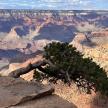 a tree sitting on the edge of a canyon