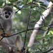 a squirrel monkey is sitting on a tree branch