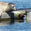 a seal laying on a fire hydrant in the water