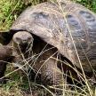 a large tortoise is sitting in the grass
