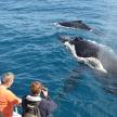 a group of people taking pictures of a whale in the water