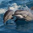two dolphins playing in the water