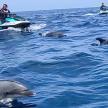 a group of dolphins in the water with people on boats