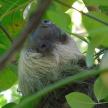 a close up of a sloth in a tree