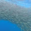 a large group of fish swimming in the water