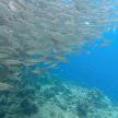 a large group of fish swimming over a reef