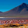 a flock of flamingos in the water in front of a mountain