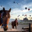 two horses standing next to a fence with hot air balloons