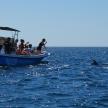 a group of people on a boat in the water with dolphins
